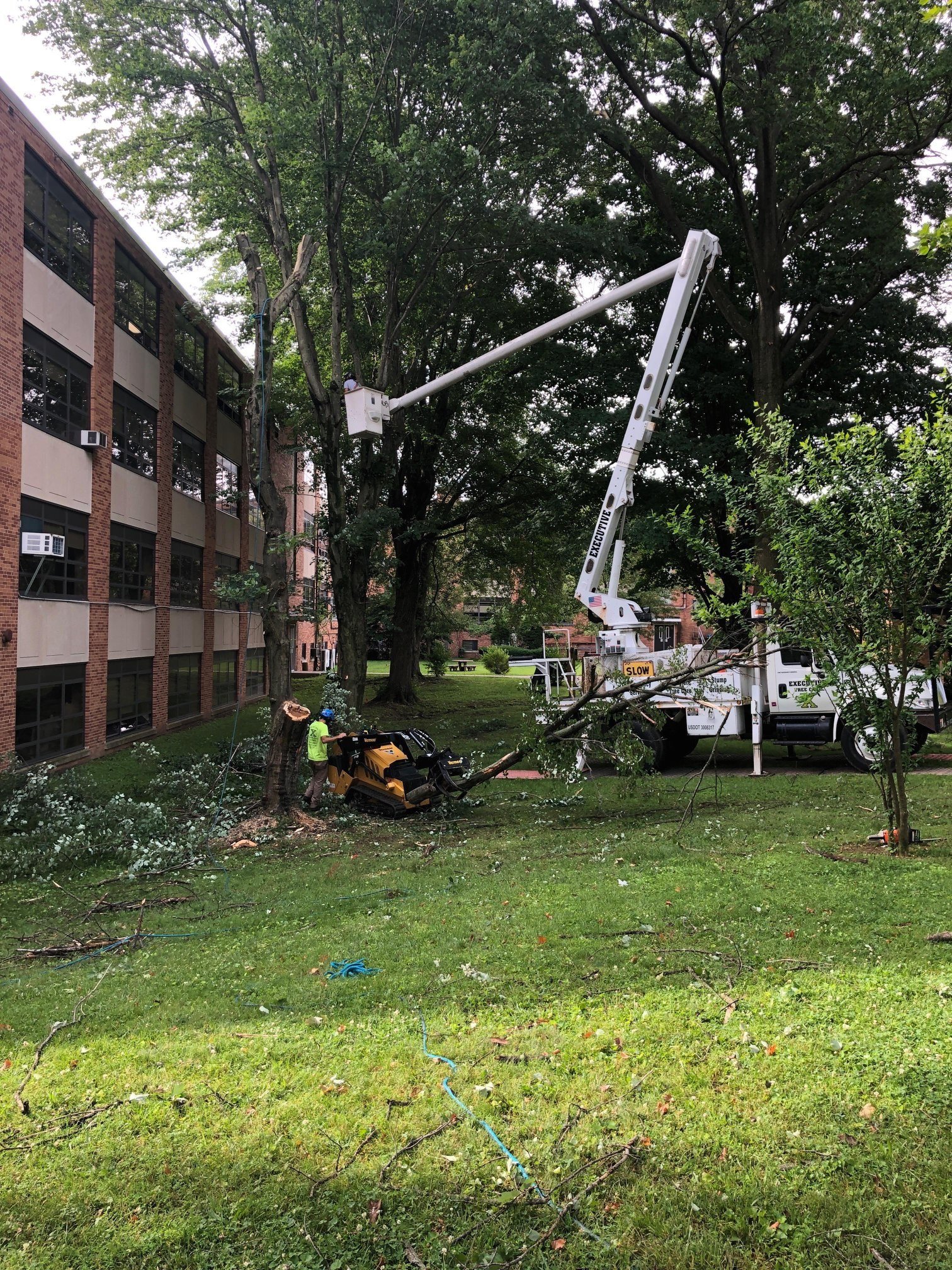 commertial tree removal