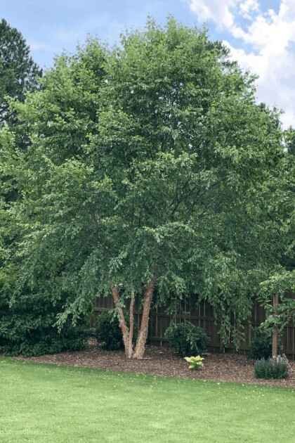 Expert Tree Trimming Tree Masters of Palm Beach
