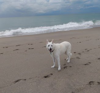 Jupiter Off-Leash Dog Beach