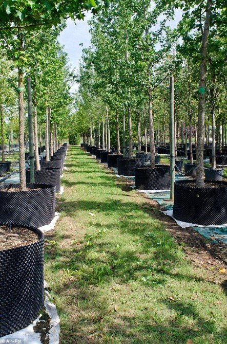 Stump Grinding Tree Masters of Palm Beach