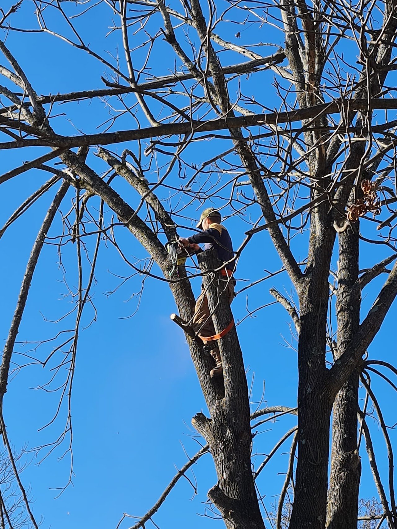 Stump Maintenance Service Tree Masters Of Palm Beach