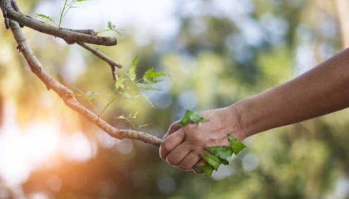 Tree Care Services Tree Masters Of Palm Beach