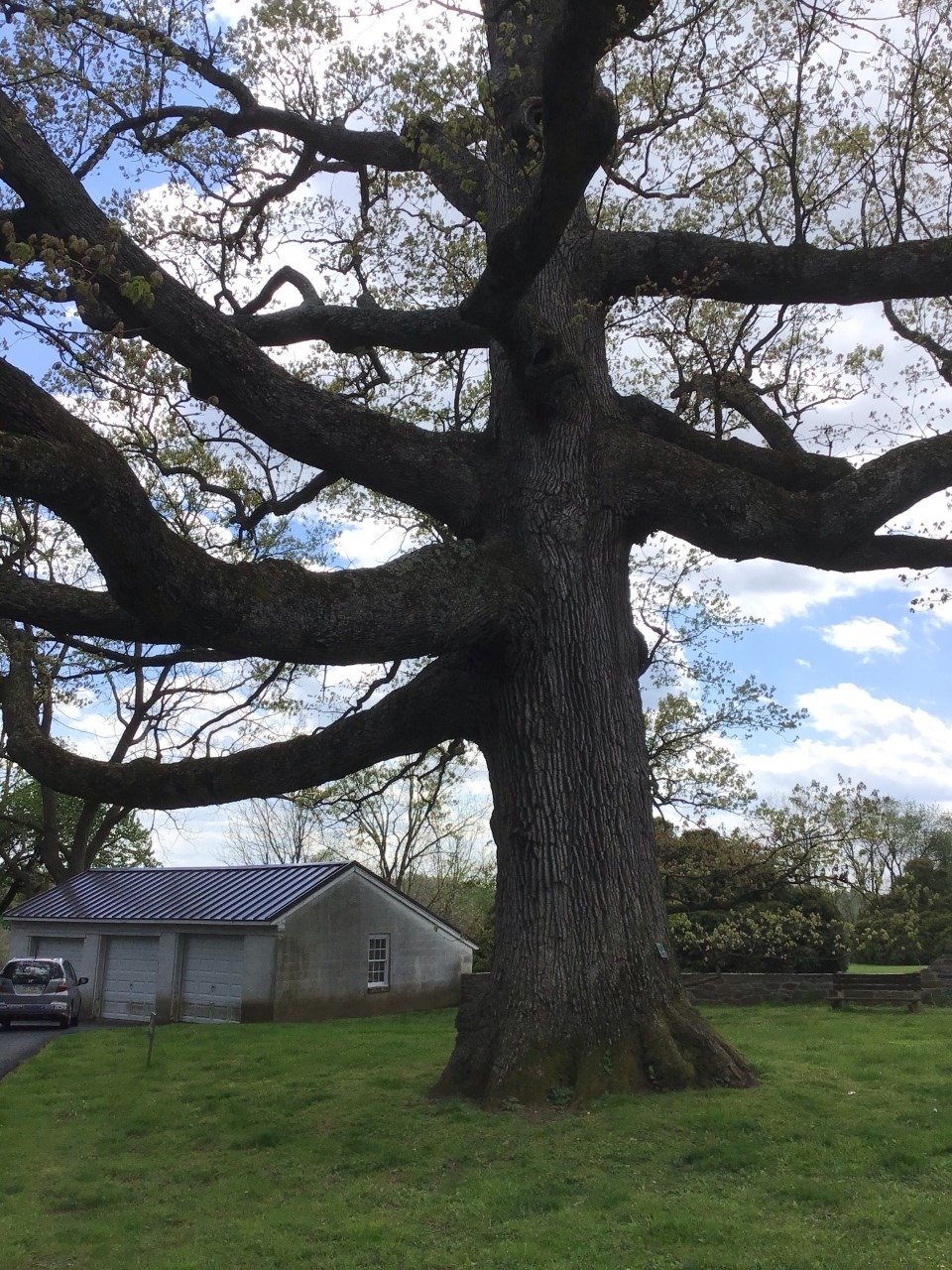 Tree Health Care