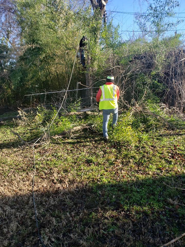 Tree Maintenance Palm Beach Gardens Tree Masters Of Palm Beach