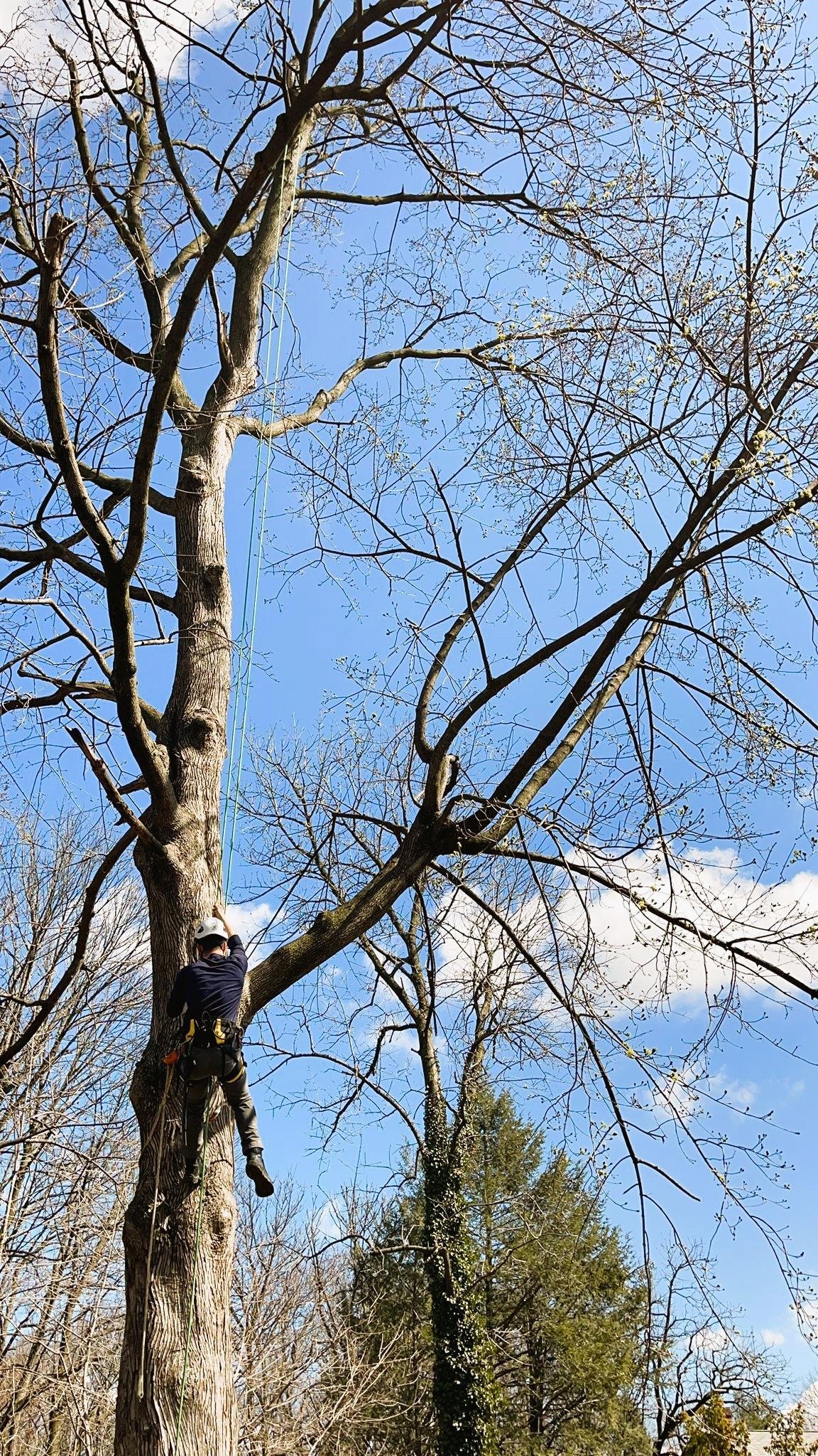 Tree Maintenance Palm Springs Tree Masters of Palm Beach