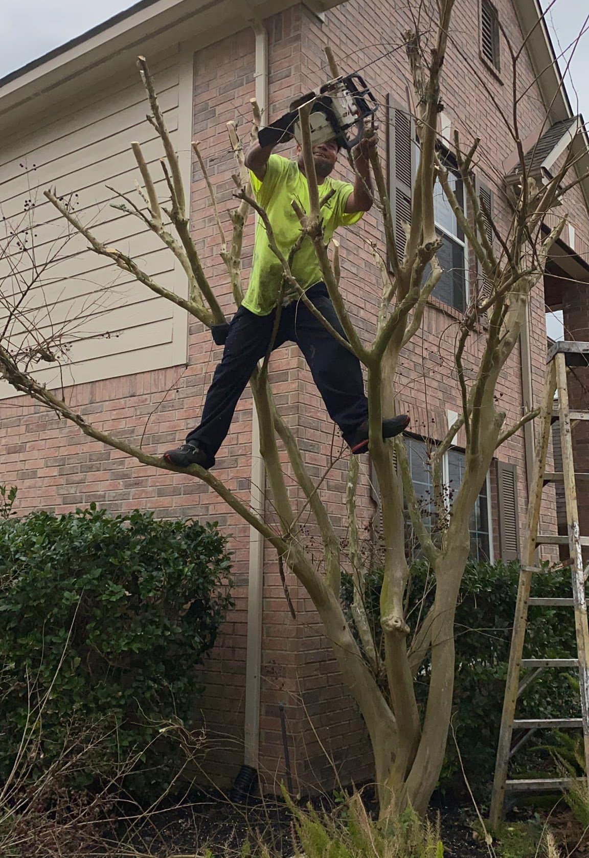 Tree Maintenance Riviera Beach Tree Masters of Palm Beach