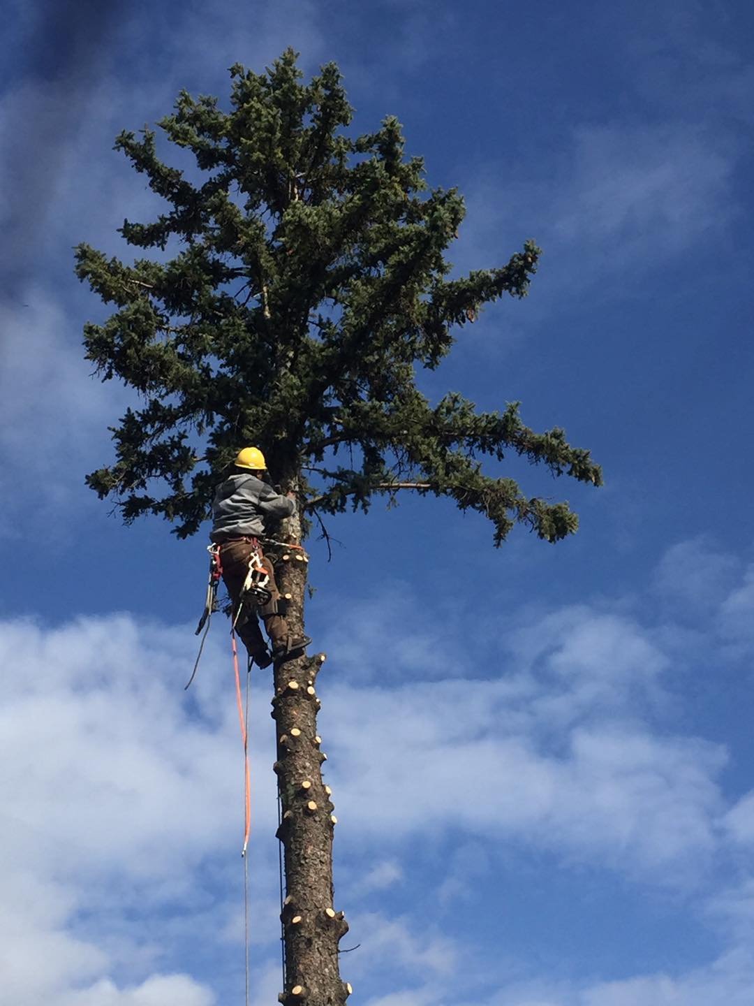 Tree Service Wellington