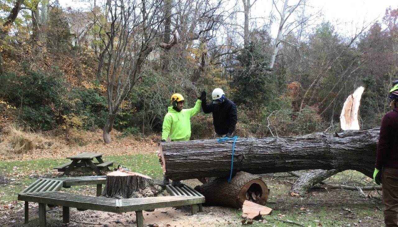 Tree Removal Finished Work