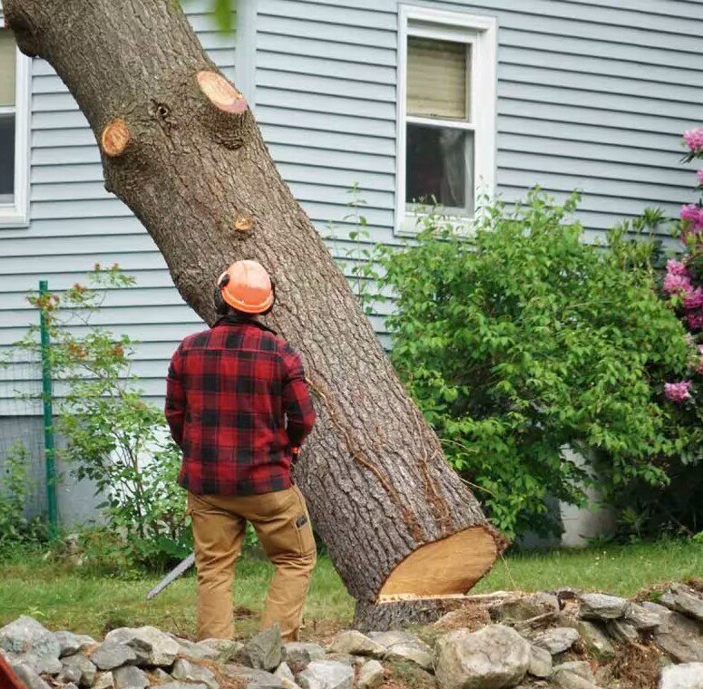 Tree-Trimming-Palm-Beach-FL-Tree-Masters-of-Palm-Beach