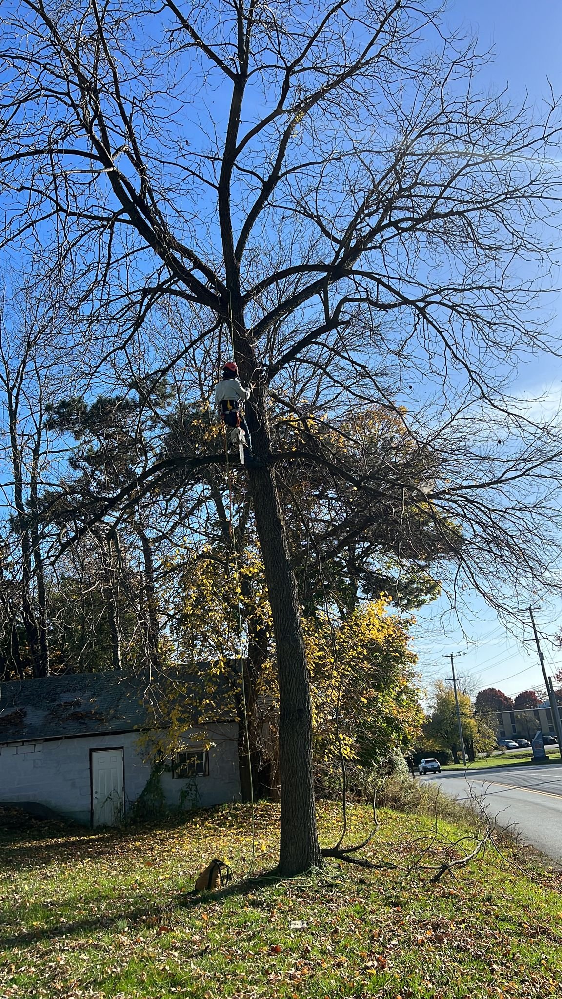 Tree Removal Techniques