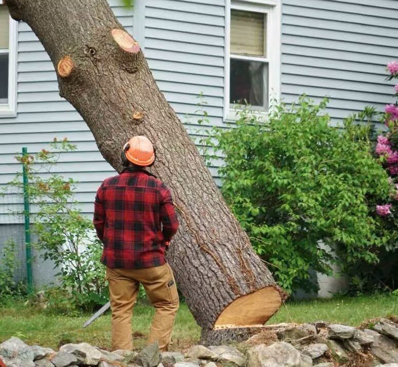 Tree-Trimming-Palm-Beach-FL-Tree-Masters-of-Palm-Beach