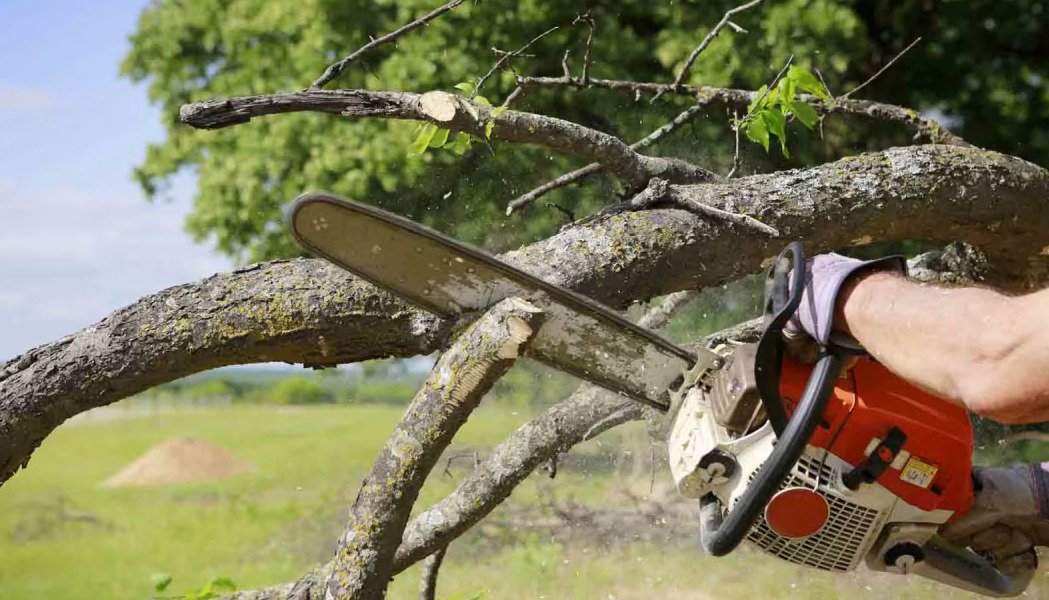 Tree Trimming Service Tree Masters Of Palm Beach