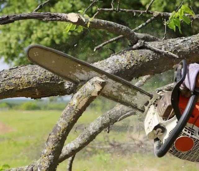 Tree Trimming Service