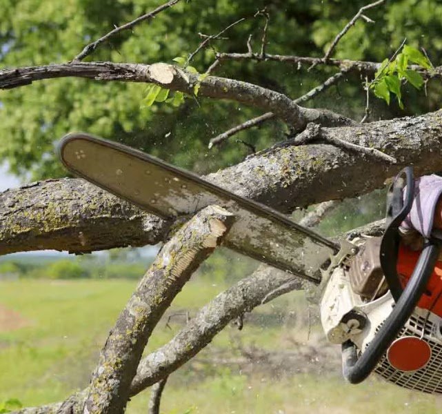 Tree Trimming Palm Service